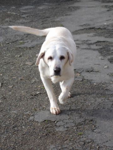 Un labrador